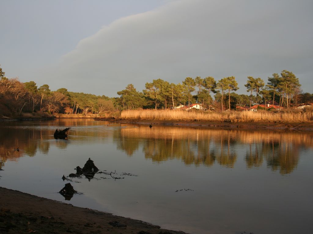 Couchant sur les roseaux